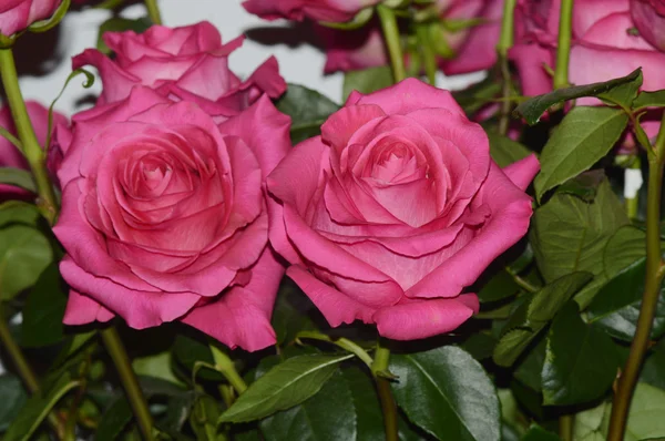 Pink Floyd Pink roses Very beautiful — Stock Photo, Image