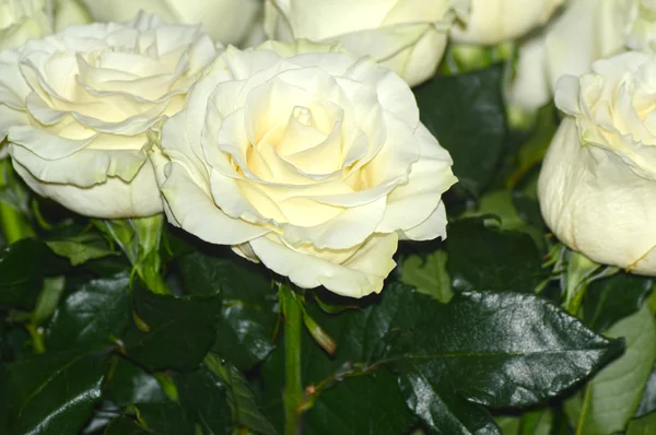 Many White Roses Mondial — Stock Photo, Image