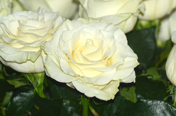 Nombreuses Roses Blanches Mondial Reine Des Fleurs — Photo