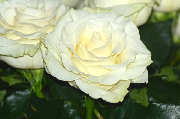 Many White Roses Mondial Heady Aroma — Stock Photo, Image