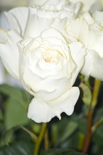 很多白玫瑰白色云 — 图库照片