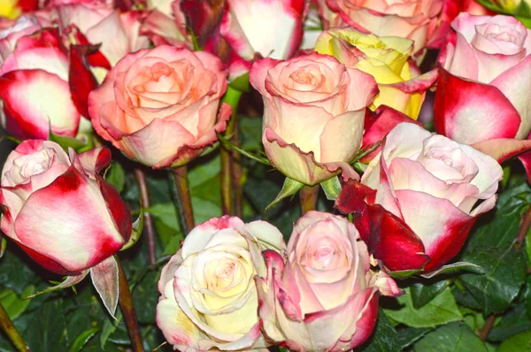 Muitas rosas diferentes borda vermelho-púrpura — Fotografia de Stock