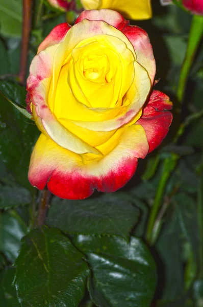 黄色玫瑰红紫色边缘 — 图库照片