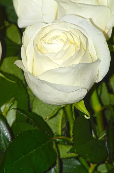 美丽的白色玫瑰在黑暗的背景 — 图库照片