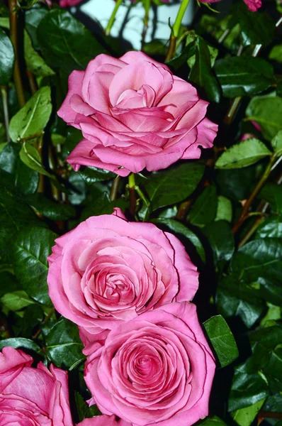 花许多粉红色玫瑰皇后 — 图库照片
