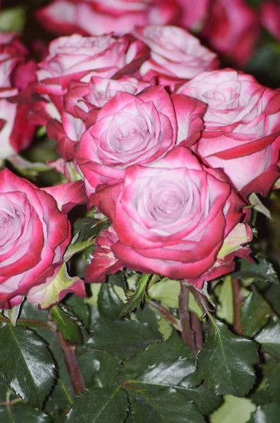 Belles Roses Violettes Fond Sombre — Photo