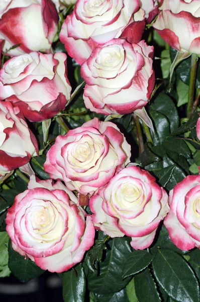 Beaucoup Roses Blanches Bord Rouge Violet Reine Des Fleurs — Photo