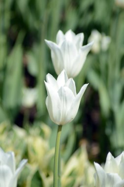 Flowerbed üzerinde iki beyaz laleler