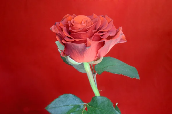 Rosa roja sobre fondo rojo — Foto de Stock