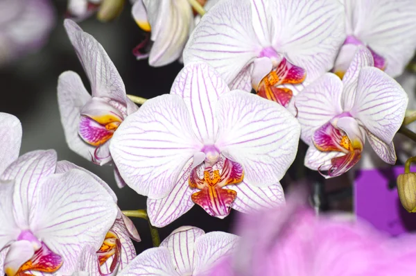 Orquídeas de motley — Fotografia de Stock