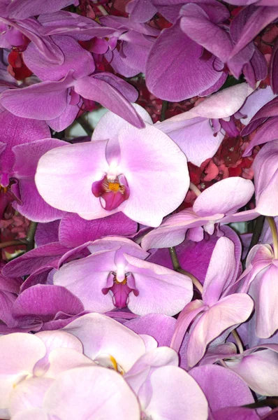 많은 다른 난초입니다. 핑크, 퍼플, 마젠타 — 스톡 사진