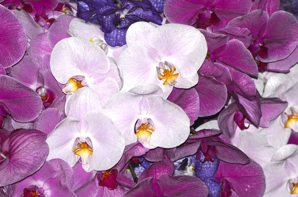Sok más orchideák. Rózsaszín, lila, magenta, sötét kék — Stock Fotó