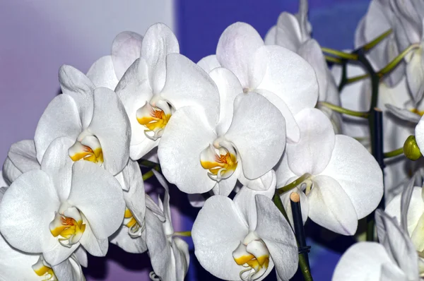 Orquídeas blancas — Foto de Stock