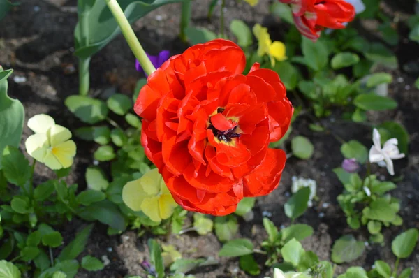 Sehr Schöne Rote Blume Wie Ein Mohn Sonniger Frühlingstag Auf — Stockfoto