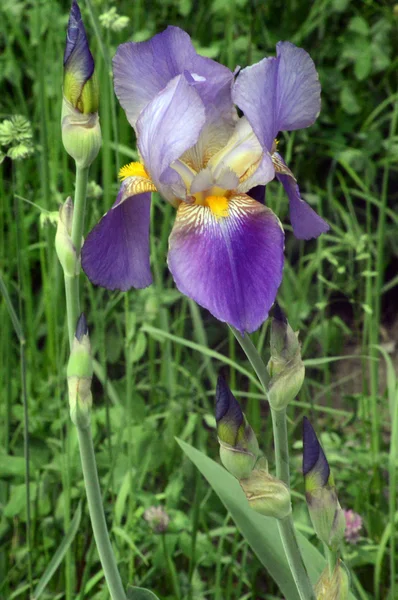 La flor del iris en el jardín Belleza —  Fotos de Stock