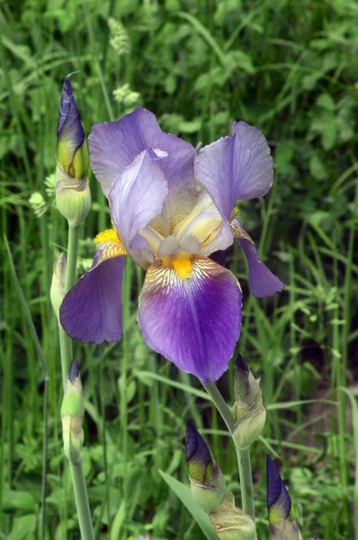 La flor del iris en el jardín Belleza Día de verano —  Fotos de Stock