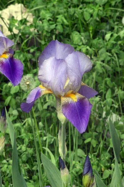 庭でアイリスの花 — ストック写真