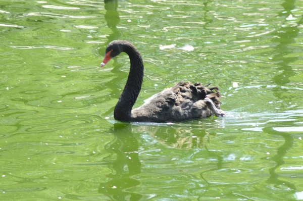 Cisne Negro Símbolo do Cisne Negro imprevisibilidade — Fotografia de Stock