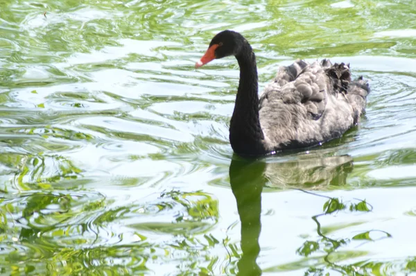 Black swan  Sunny day — Stock Photo, Image