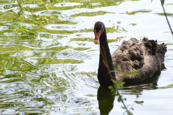 Black Swan taglia la superficie dell'acqua — Foto Stock