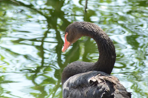 Black swan head close up — Stock Photo, Image