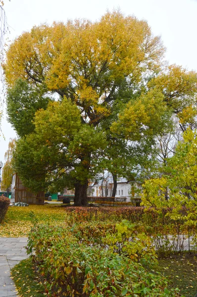 Herbstlandschaft. Herbstbaum. der Abend — Stockfoto