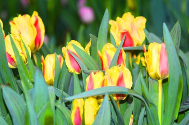 çiçek açan laleler