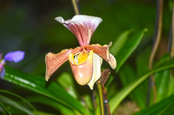 La orquídea — Foto de Stock