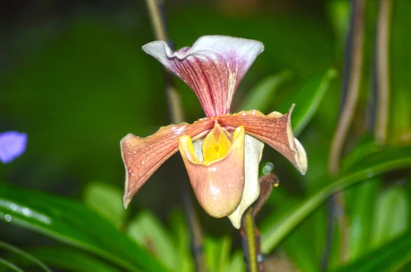 La orquídea — Stok fotoğraf