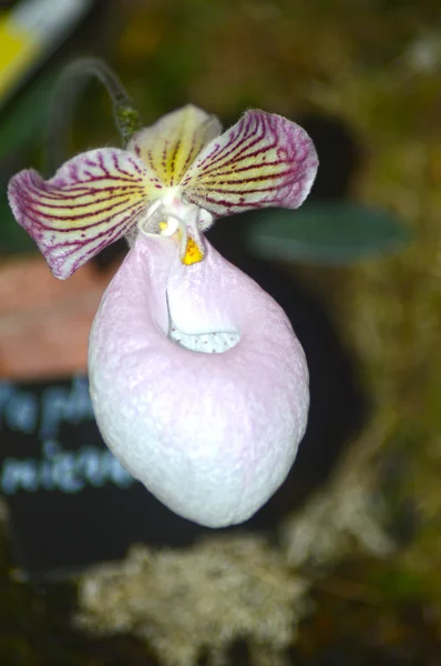 Rengarenk orkide — Stok fotoğraf