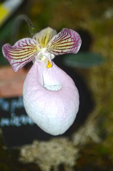 Orquídeas de motley — Fotografia de Stock