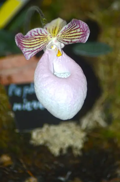 Rengarenk orkide — Stok fotoğraf
