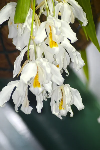 Weiße Orchidee koelogyne wie ein Kamm — Stockfoto