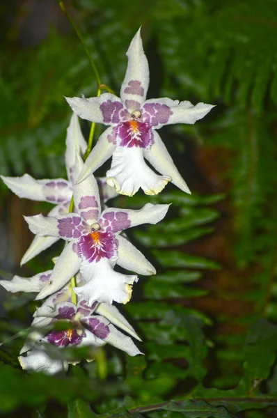 Orquídeas blancas — Foto de Stock