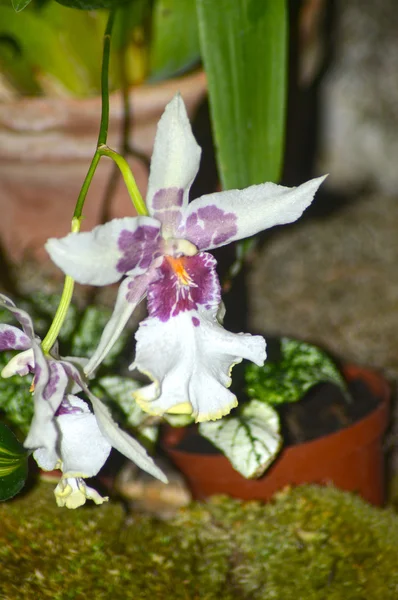 Bílé orchideje — Stock fotografie