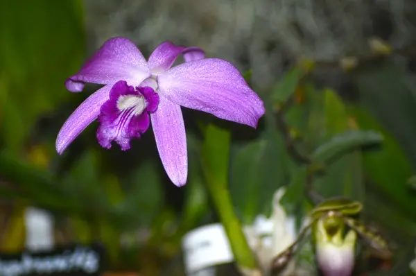 Orquídea roxa — Fotografia de Stock