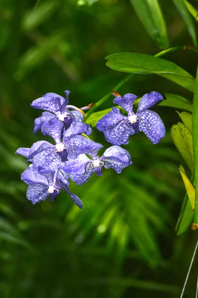 Orquídeas azules —  Fotos de Stock