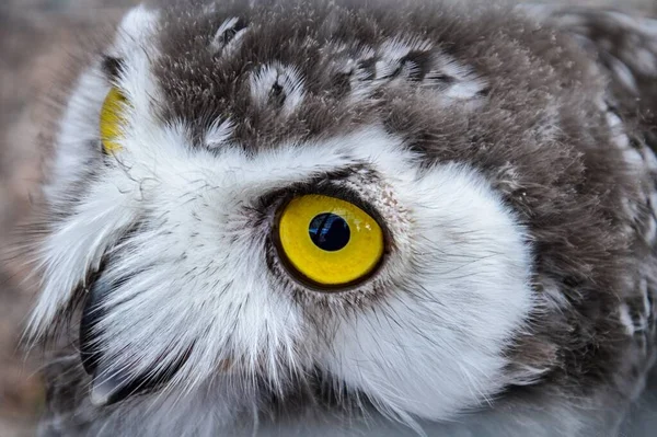 Oeil Jaune Hibou Polaire Gros Plan — Photo