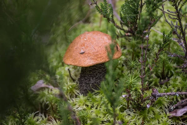 Petit Peuplier Faux Tremble Pousse Dans Forêt Carélienne Milieu Mousse — Photo