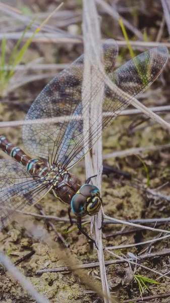 一只长着折断翅膀的美丽的蜻蜓坐在草地上 — 图库照片