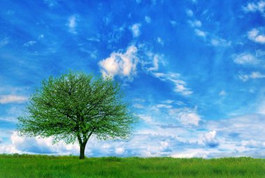 bir alanı ağacında