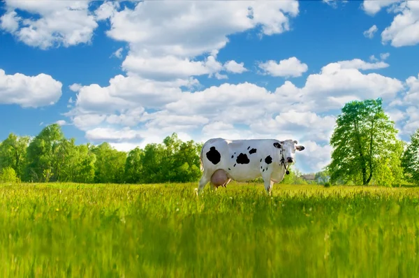 Vaca no prado. Vaca no campo — Fotografia de Stock