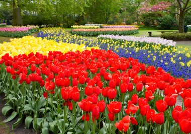 Renkli lale, gül, nergis, sümbül, lily, ortanca, muscari çiçekler vazoda Bahar park arka plan üzerinde