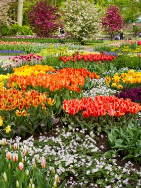 Renkli lale, nergis, sümbül, lily, ortanca, muscari çiçekler bahar Parkı