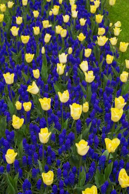 Renkli lale, nergis, sümbül, lily, ortanca, muscari çiçekler bahar Parkı