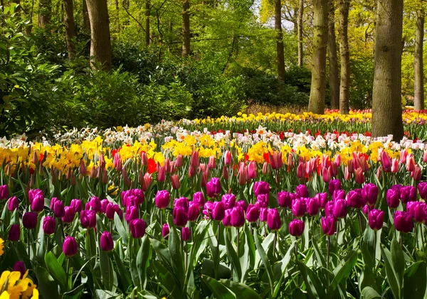 Tulipas coloridas, rosas, narcisos, jacintos, lírio, hortênsias, flores de muscari em vaso no fundo do parque primaveril — Fotografia de Stock