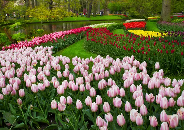 色とりどりのチューリップ、バラ、水仙、ヒヤシンス、ユリ、アジサイ、春の公園の背景の上に花瓶にムスカリの花 — ストック写真