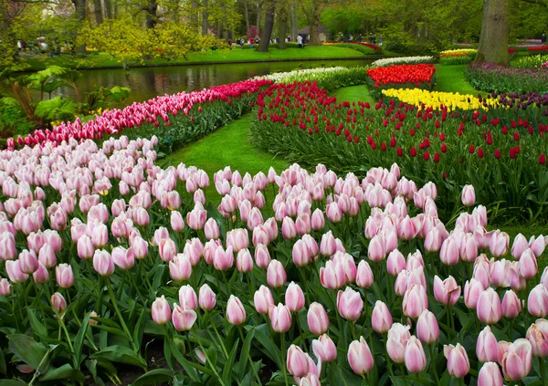 Tulipas coloridas, rosas, narcisos, jacintos, lírio, hortênsias, flores de muscari em vaso no fundo do parque primaveril — Fotografia de Stock