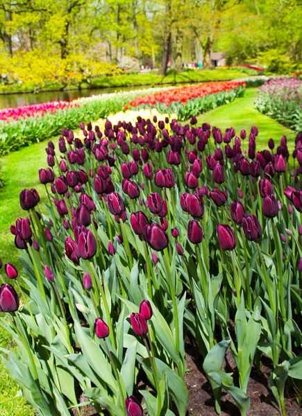 Tulipas coloridas, rosas, narcisos, jacintos, lírio, hortênsias, flores de muscari em vaso no fundo do parque primaveril — Fotografia de Stock