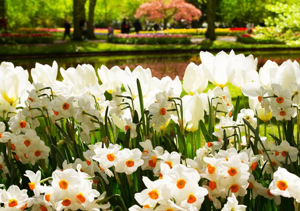 Tulipas coloridas, narciso, jacintos, lírio, hortênsias, flores de muscari no parque de primavera — Fotografia de Stock
